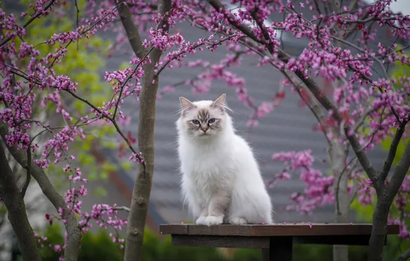 Кошка, кот, взгляд, цветы, ветки, природа, стол, весна