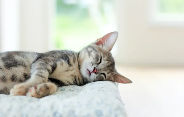 Картинка кошка, кот, котенок, серый, комната, спит, лежит, бежевый