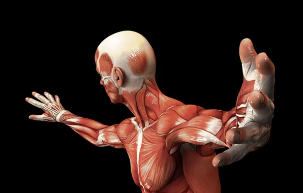 Muscles, body, human, muscle fiber