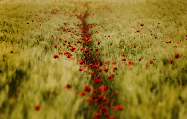 Картинка пшеница, поле, лето, маки, красные