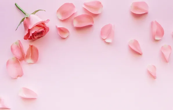Картинка цветы, розы, лепестки, розовые, rose, fresh, pink, flowers