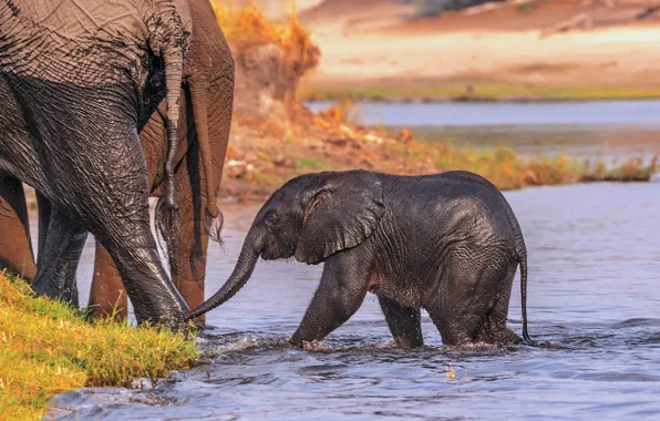 Природа, Африка, слоны