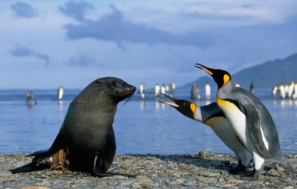 Тюлень, пингвины, антарктика