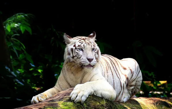 Белый, тигр, отдых, хищник, white tiger