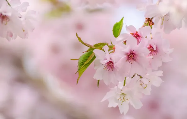Картинка розовый, нежность, весна, сакура