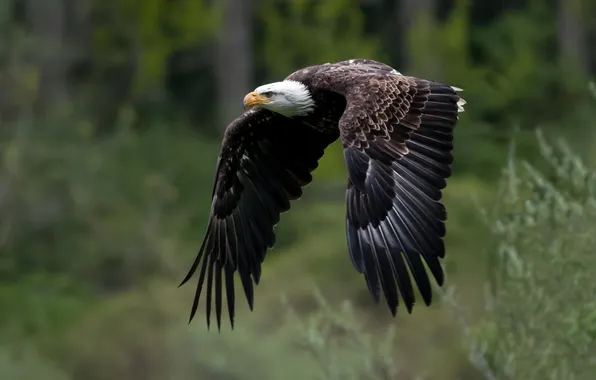Картинка крылья, полёт, Белоголовый орлан, Bald Eagle