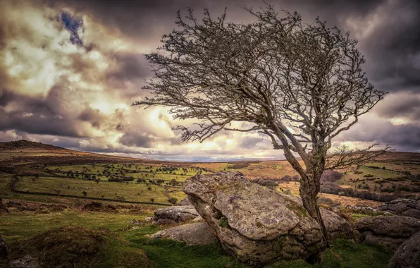 Камни, дерево, Англия, Девон
