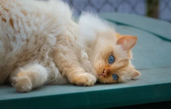 Картинка кошка, кот, пушистый, лежит