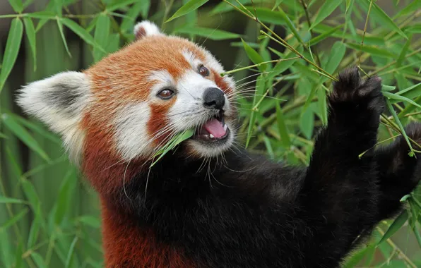 Бамбук, красная панда, firefox, малая панда