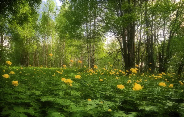 Зелень, лес, лето, листья, деревья, цветы, поляна, желтые