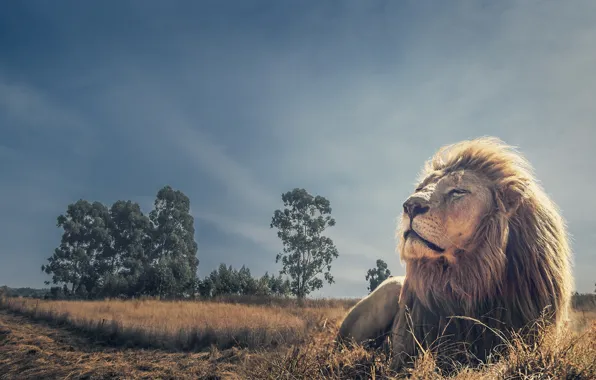 Картинка отдых, лев, царь зверей