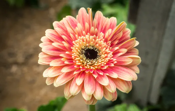 Flower, nature, yellow, flowers, orange, purple, flora