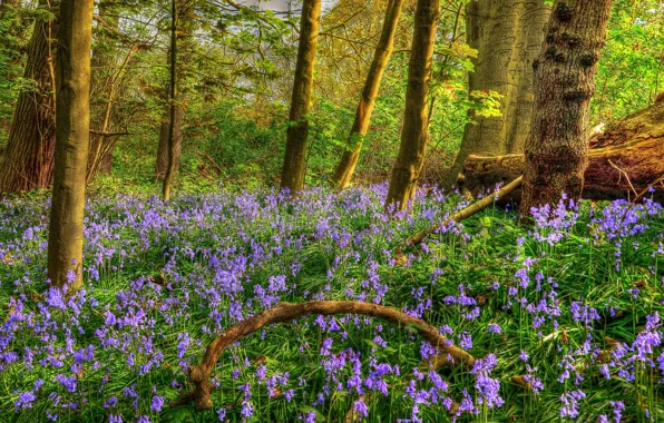Лес, деревья, цветы, HDR, весна, колокольчики, Spring, Forests