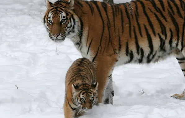 Картинка кошка, снег, тигр, семья, пара, детёныш, котёнок, тигрица