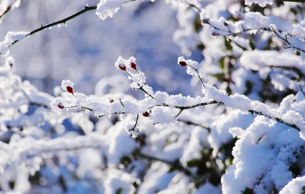 White, winter, snow, cold, twig