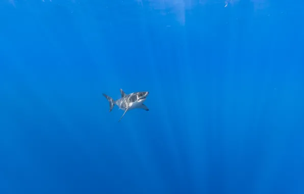 Картинка море, природа, акула