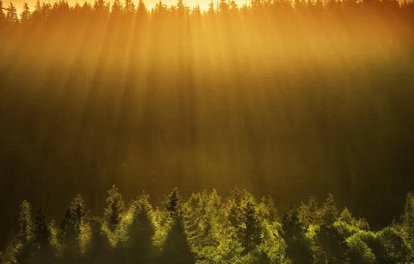 Картинка лес, солнце, лучи, деревья, пейзаж