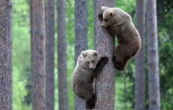 Animals, wildlife, Bears, brouwn bears