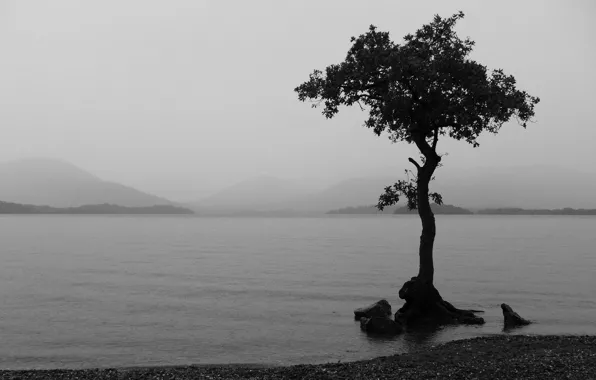 Картинка озеро, дерево, черно-белая
