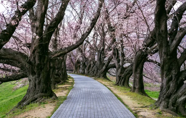 Парк, тропа, весна, Япония, сакура, Japan, цветение, Kyoto