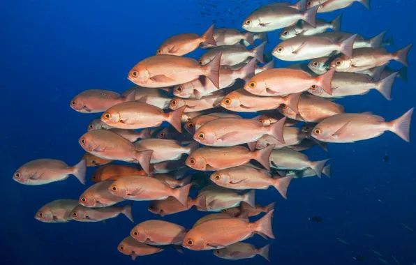 Fish, scales, shoal
