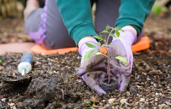 Картинка earth, garden, gloves, plant a tree