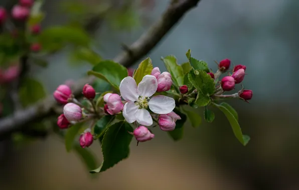 Картинка ветка, весна, яблоня