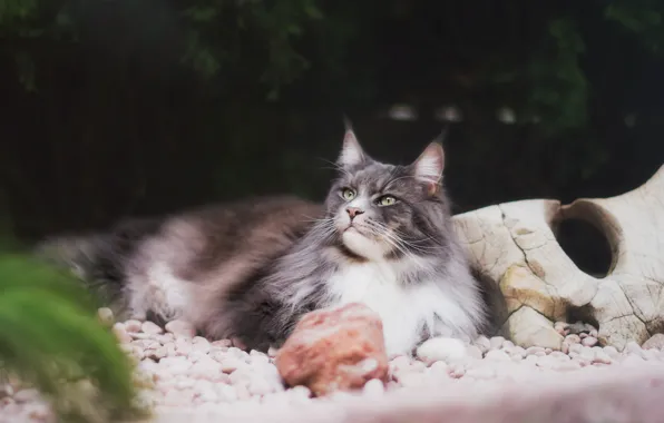 Картинка кошка, кот, взгляд, морда, природа, поза, галька, темный фон