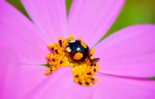 Картинка Макро, Космея, Насекомое, Macro, Kosmeya