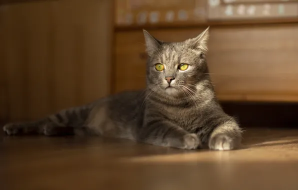 Кошка, кот, взгляд, свет, поза, серый, мебель, пол