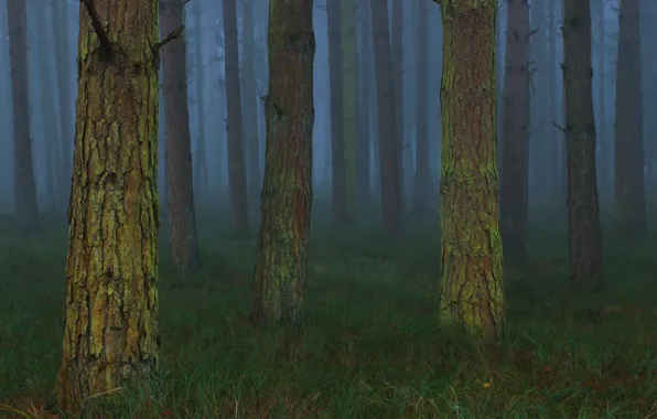Картинка лес, деревья, природа, туман, Великобритания, United Kingdom, Toby Cunningham