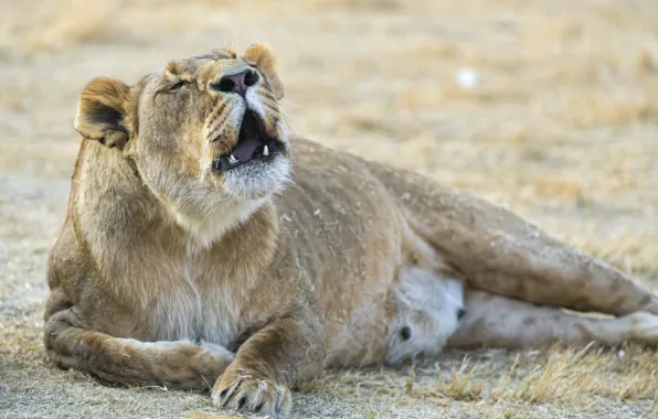 Animals, lion, roar, big cat