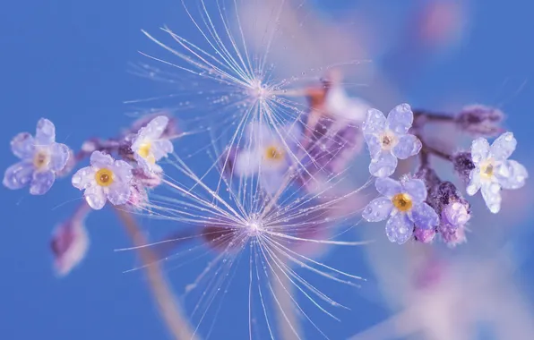 Blue, flowers, macro, drops