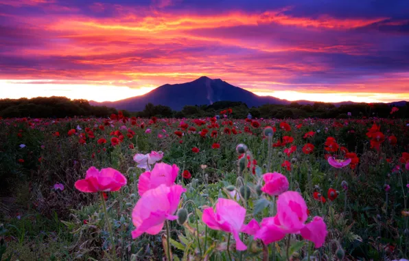 Картинка поле, небо, цветы, рассвет, маки, гора, утро, Япония