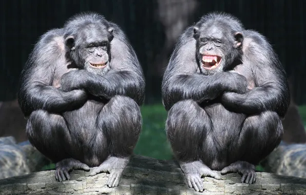 Смех, пара, обезьяны, бревно, приматы, шимпанзе