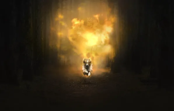 Картинка лес, огонь, собака