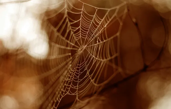Forest, garden, sepia, spider web, shadows and light