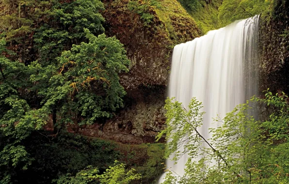 Картинка лес, водопад, США, Oregon, Silver Falls