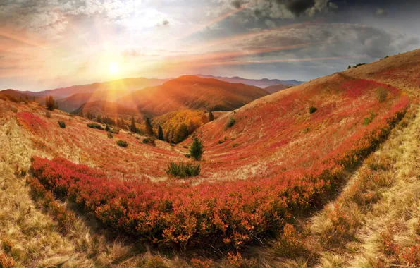 Осень, лес, солнце, лучи, горы, панорама, Украина, Карпаты