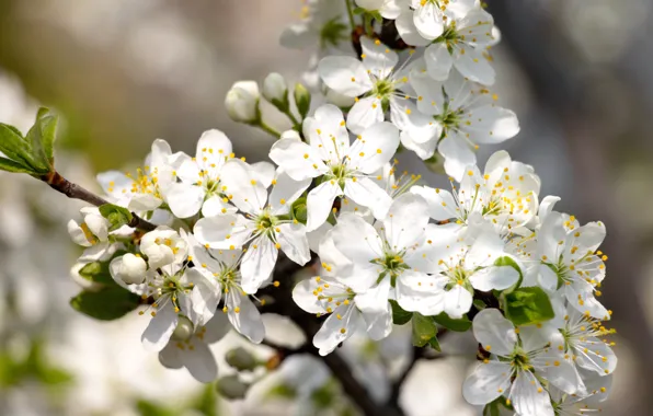 Цветы, весна, цветущее дерево, белые цветы, цветущая ветка