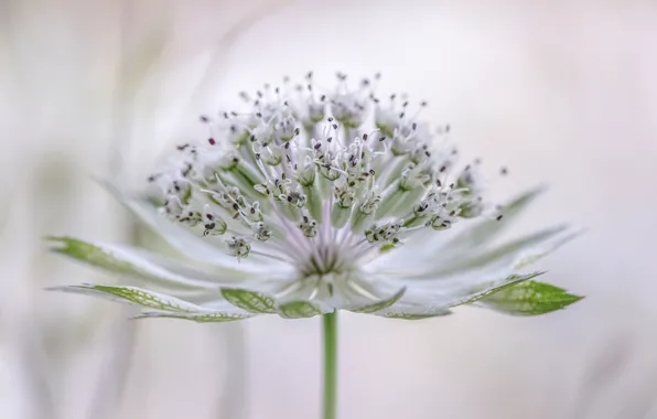 Астранция, Звездовка, Astrantia