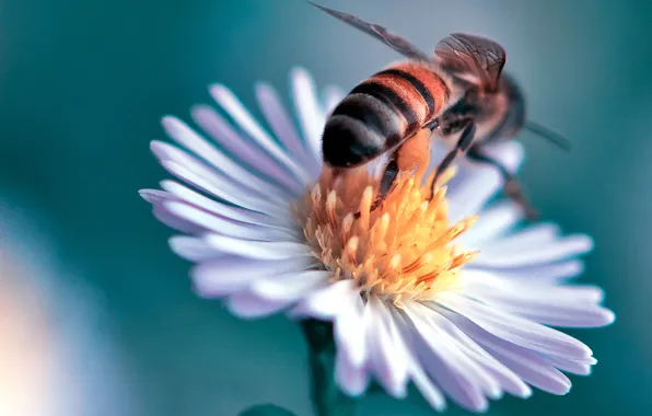 Картинка цветок, пчела, растение, лепестки, насекомое