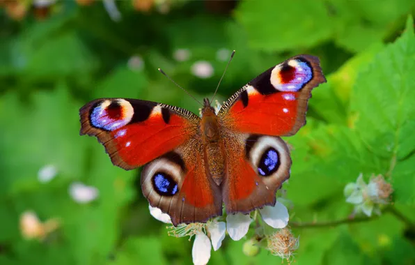 Картинка Макро, Бабочка, Macro, Butterfly