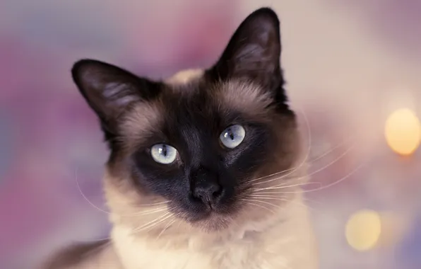 Кошка, кот, взгляд, поза, мордашка, розовый фон, боке, сиамский