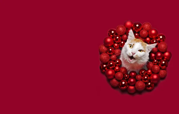 Зима, кошка, белый, кот, морда, шарики, праздник, шары
