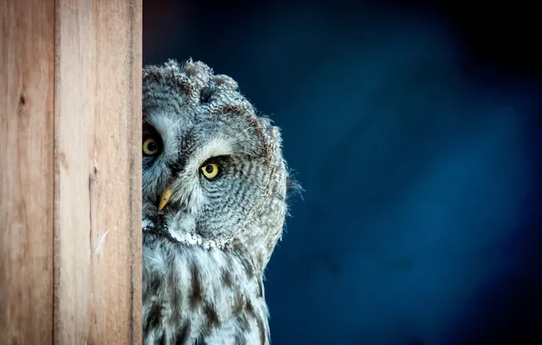 Bird, look, owl