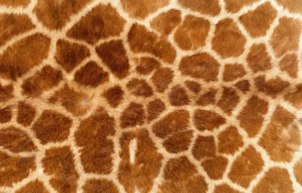 Картинка фон, обои, текстура, жираф, шкура, мех
