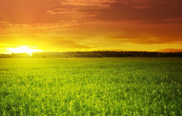 Картинка поле, небо, солнце, облака, закат, зелёное, красивый, Green field