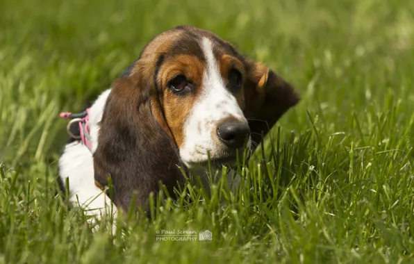 Картинка трава, пёс, Бассет-хаунд