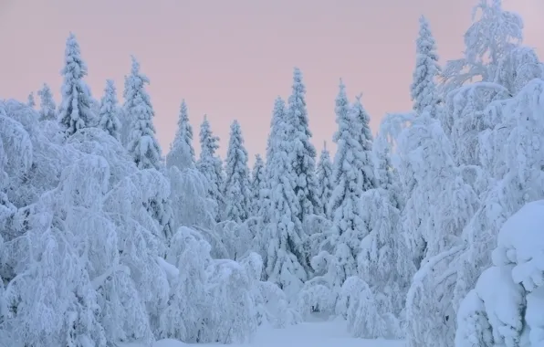 Картинка зима, снег, деревья, елки
